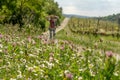 Closeup of a flower field with a tourist standing backward enjoying the nature in the background