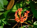 Closeup of a flower Flame Lily Gloriosa superba over leaves blur background