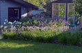 Closeup flower garden with perennials and purple flowers in front of the house Royalty Free Stock Photo