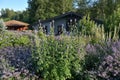 Closeup flower garden with perennials and purple flowers in front of the house