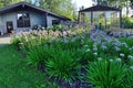 Closeup flower garden with perennials and purple flowers in front of the house Royalty Free Stock Photo