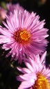 Closeup of pink flower. Crysanthemum Royalty Free Stock Photo