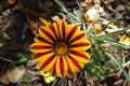 Closeup of flower of Gazania rigens `Big Kiss Yellow Flame` in October