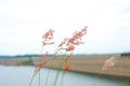 Closeup flower grass in field with blurred concrete structure in background Royalty Free Stock Photo