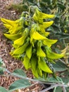 Closeup flower of Green regal birdflower growing in Perth, Western Australia