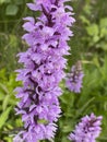 closeup of the flower head of the common spotted orchid, dactyorhiza fuchsii