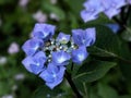 Closeup of flower head of Hydrangea macrophylla \'Zorro\' in a garden in summer Royalty Free Stock Photo