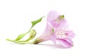 Closeup Flower Isolated