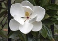 Closeup of flower of the Magnolia grandiflora tree Royalty Free Stock Photo