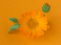 A closeup of the flower of medicinal herb pot marigold. Calendula officinalis on orange background Royalty Free Stock Photo