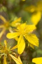 Closeup of flower medicinal plants - Hypericum perforatum