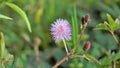 Closeup of flower of Mimosa pudica. The sensitive plant, sleepy plant with green foldable leaves background