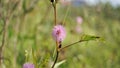 Closeup of flower of Mimosa pudica. The sensitive plant, sleepy plant with green foldable leaves background