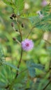 Closeup of flower of Mimosa pudica. The sensitive plant, sleepy plant with green foldable leaves background