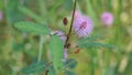 Closeup of flower of Mimosa pudica. The sensitive plant, sleepy plant with green foldable leaves background