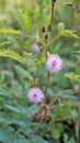 Closeup of flower of Mimosa pudica. The sensitive plant, sleepy plant with green foldable leaves background