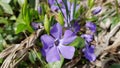 Closeup of flower named blue vinca. Vibrant violet petals of Vinca blossom and green buds. Periwinkle blossom closeup. Spring