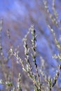 Closeup of a flower in nature and spring time with blue sky background. Beautiful, isolated flowering willow plant grows Royalty Free Stock Photo