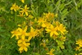 Closeup of the flower of perforate St John`s-wort