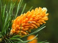 Pine tree flower closeup with a fly and spider Royalty Free Stock Photo