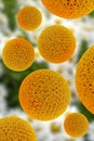 Flower Pollen Particles 3D Illustration Royalty Free Stock Photo