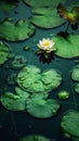 Closeup of a flower pond with deep green floating drowned gentle