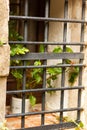 Closeup of a flower pot on a black grille window Royalty Free Stock Photo