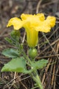 Closeup of flower of pumpkin in organic vegetable garden Royalty Free Stock Photo