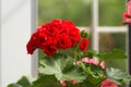 Closeup of Flower of Red Rosebud Pelargonium