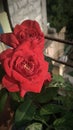 Closeup of A flower of rose