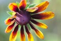 Closeup flower of Rudbeckia (Coneflower)