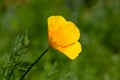 Closeup of a flower scientific name Eschscholzia Californica in a meadow. Also called California Golden Poppy. Royalty Free Stock Photo