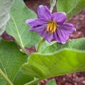 Thai round green eggplant flower.