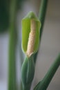 Elephant Ear Plant Flower Closeup. Royalty Free Stock Photo