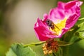 Closeup of a flower wasp on a pink flower with green leaves