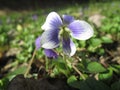 Closeup of white and violet flower