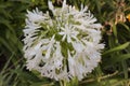 Closeup of flowerhead of white african lily, Agapanthus africanus photo