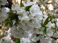 A closeup flowering blooming cherry tree branch on blurred white blossom background. cherry tree white blossom and green leaves.