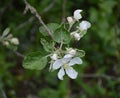 A closeup of a flowering branch of an apple tree
