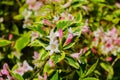 Closeup flowering branch of apple tree in spring or summer