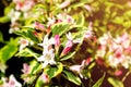 Closeup flowering branch of apple tree in spring or summer