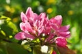 Closeup of flowering branch of the Heavenly pink apple tree Royalty Free Stock Photo