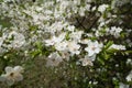 Closeup of flowering branch of plum Royalty Free Stock Photo