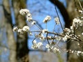 Closeup of flowering branch of plum tree, white flower, nature, spring, agriculture Royalty Free Stock Photo
