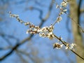 Closeup of flowering branch of plum tree, white flower, nature, spring, agriculture Royalty Free Stock Photo