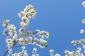 Closeup flowering cherry branch against blue sky. Shallow focus