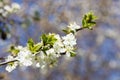 Closeup flowering cherry branch against blurred background