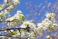 Closeup flowering cherry branch against blurred background.