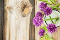 Closeup of flowering chives with shallow depth of field and focus concentrated on flower in the foreground Royalty Free Stock Photo