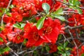 Closeup of blossom of Japanese quince or Chaenomeles japonica tree